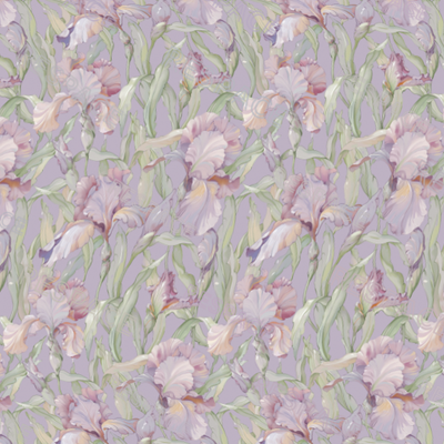 Irise Lilac