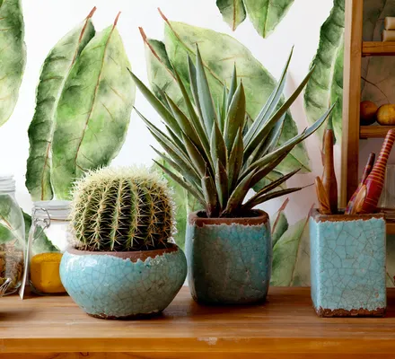 Арт. WAT-9 | Обои | Эвкалипт