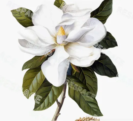 Арт. FLO-56 | Обои | Магнолия