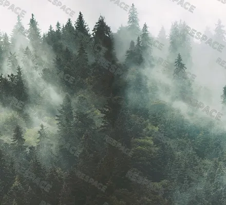 Арт. MNT-1 | Обои | Онтарио